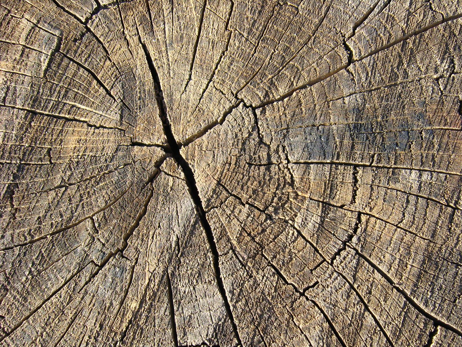 Querschnitt Baustamm Nahmaufnahme