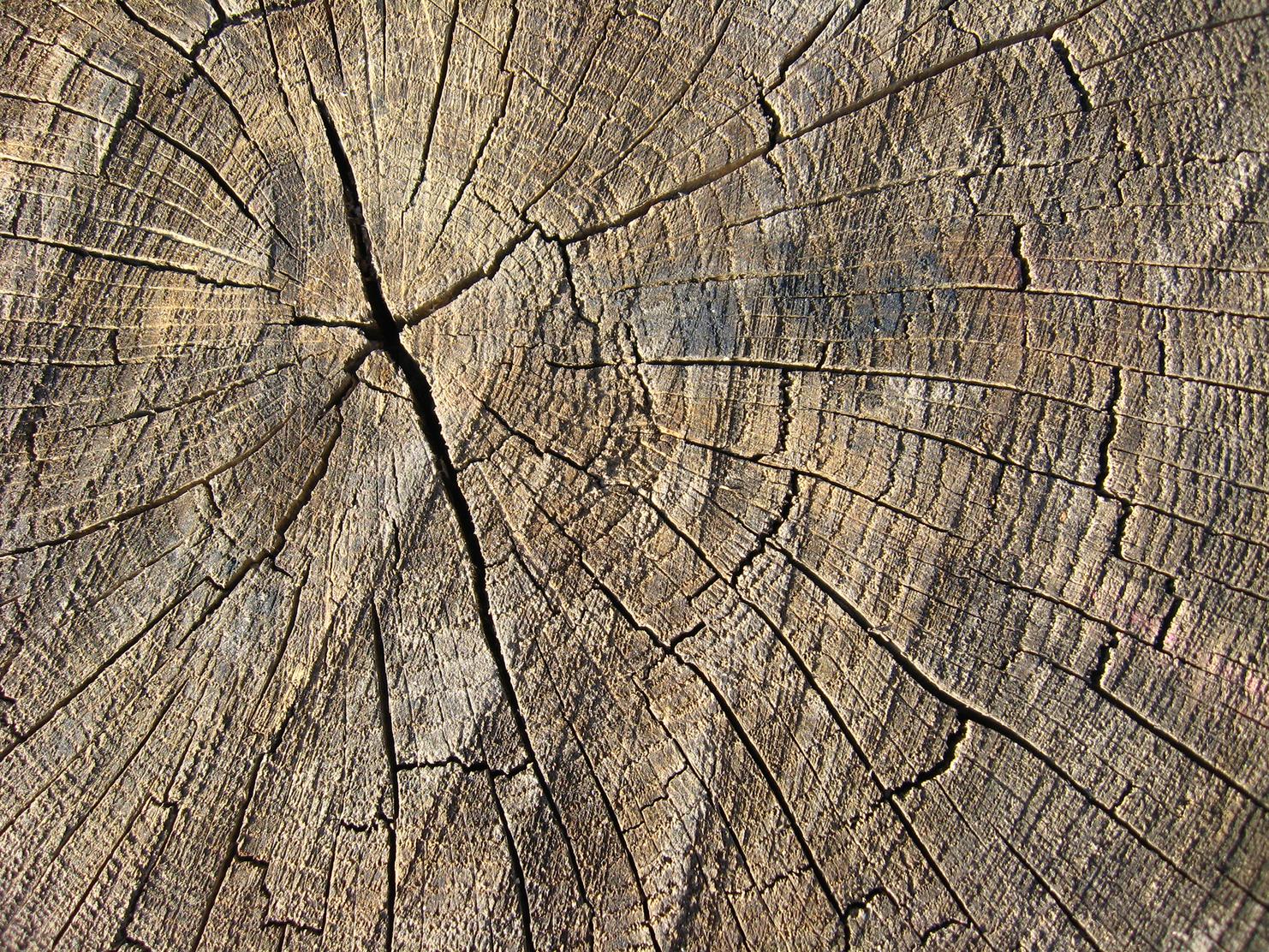 Querschnitt Baustamm Nahmaufnahme